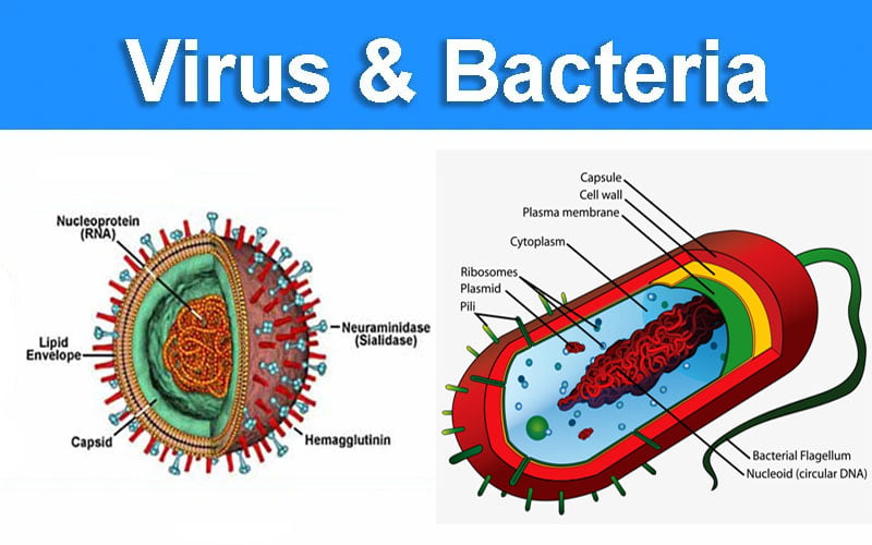 How Are Viruses Different From Bacteria Apex