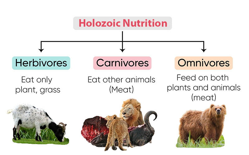 Holozoic Nutrition: The Marvels of Feeding in Higher Organisms