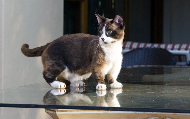 Munchkin Cat: A Unique and Adorable Feline Companion