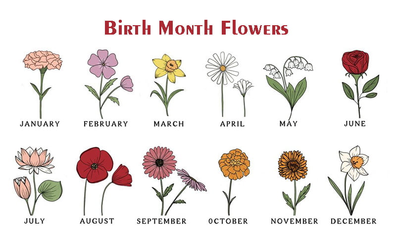 Birth Month Flowers: A Guide to Symbolic Blooms for Each Month